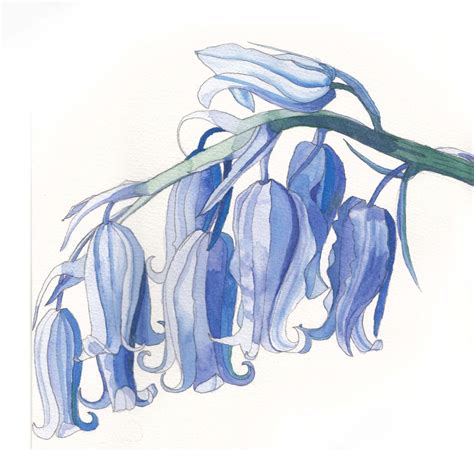 Bluebells Bluebells Watercolor Bluebells Watercolour Bluebells