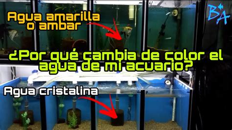 Por Que Se Pone Amarilla El Agua De Mi Acuario YouTube