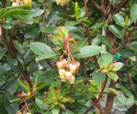 Arbutus Unedo Irish Strawberry Tree Trees Speciality Trees