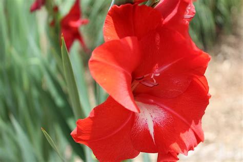 Gladiola 1080p 2k 4k 5k Hd Wallpapers Free Download Sort By Relevance Wallpaper Flare