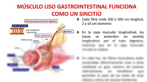 SOLUTION Principios Generales De La Funcion Gastrointestinal Control