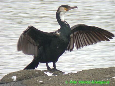 Japanese Cormorant Alchetron The Free Social Encyclopedia