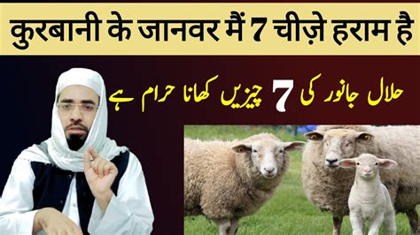 Ye Chezen Haram He Qurbani Ke Janwar Me Halal Janwar Men Kitni