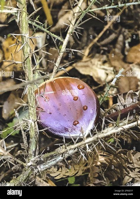 Chestnuts From El Pielago Forest Of Hinojosa De San Vicente Toledo