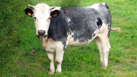 La bleue du Nord une race de vache à la robe blanche tachetée Photos