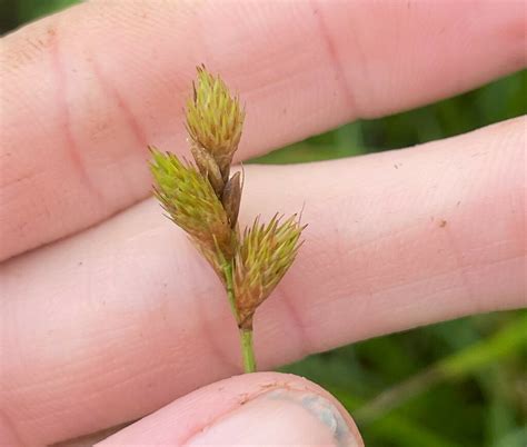 Pointed Broom Sedge From Washington County AR USA On May 31 2024 At