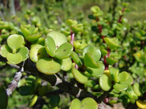 Planta Jade Tiene Manchas Negras Causas Succulent Avenue