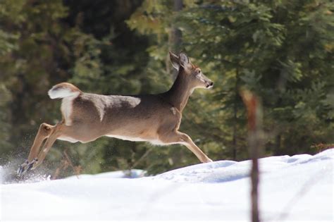 Premium Photo | Fleeing whitetail deer doe