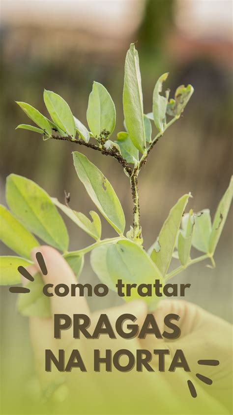 Querem Aprender Uma Receita De Um Insecticida Natural Para Tratar