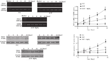 Relative expression levels of Cbfα1 mRNA and protein A Download