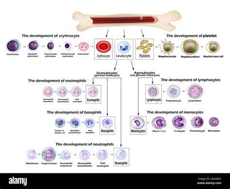 Blood Cells Erythrocyte Development Red Blood Cells Leukocytes