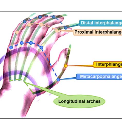 Human Hand Skeleton Model Dip Distal Interphalangeal Hm Hamate