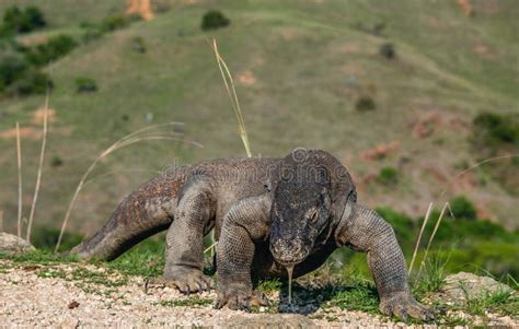 El Drag N Komodo Que Camina Se Atasc En La Lengua Forjada Y En El Aire