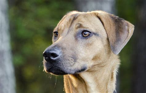 黑嘴杂种狗猎犬小猎犬混合了品种狗 库存图片 图片 包括有 皮带 猎犬 摄影 控制 社团 年轻 97703107