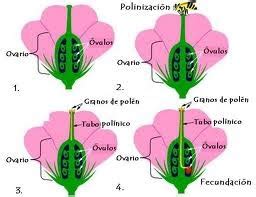 Biologia Que Son Las Plantas Angiospermas