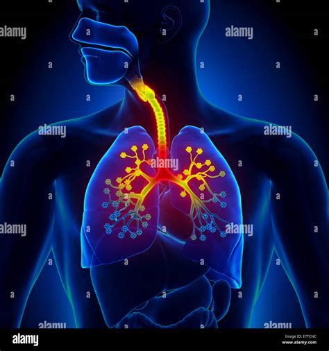 Bronchioles hi-res stock photography and images - Alamy