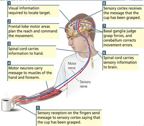 Chapters 13 And 14 Neuroscience Exam 2 Flashcards Quizlet