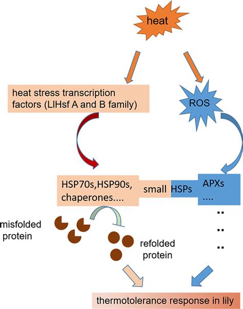 Proposed Model Of The HSF HSP Pathway And ROS Pathway Involving In