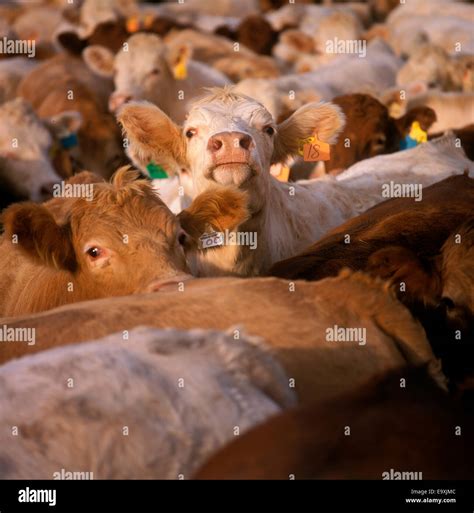 Cattle Feedlot Canada Hi Res Stock Photography And Images Alamy