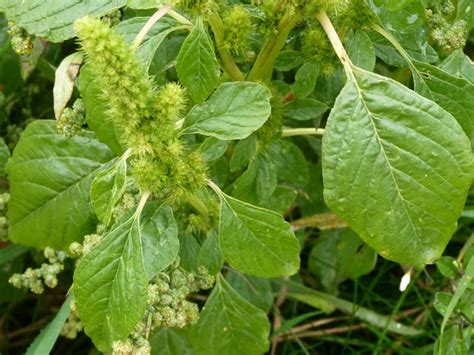 Groene Amarant Amaranthus Hybridus Waarnemingen Be