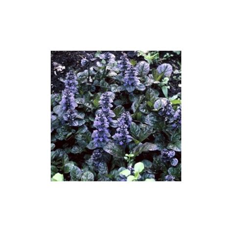 Ajuga Reptans Atropurpurea Snel Bestellen