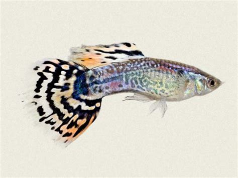 Different Types Of Guppy Fish Guppies With Pictures Fish Guppy