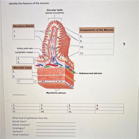 Solved Identify The Major Layers Of The Digestive Tract How