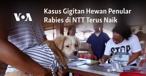 Kasus Gigitan Hewan Penular Rabies Di Ntt Terus Naik Memantau Segalanya