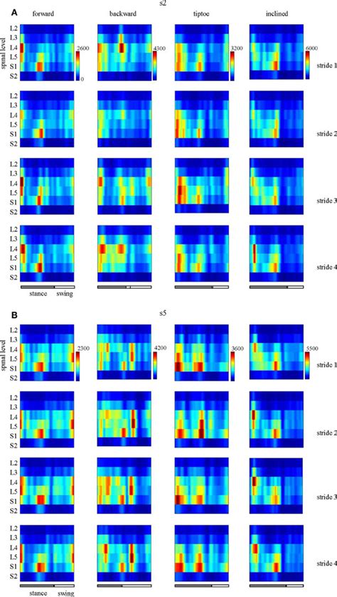 Examples Of Spatiotemporal Maps Of Mn Activity Of The Lumbosacral