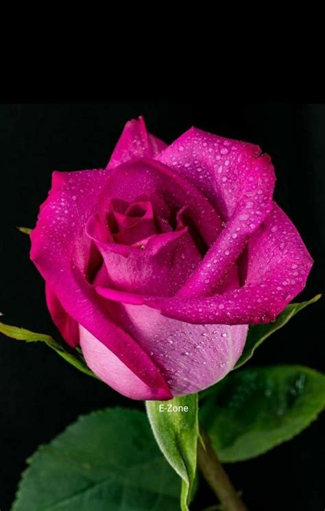 Pin On 🌹 Roses 🌹 Love Rose Flower Beautiful Roses Beautiful Flowers Photos