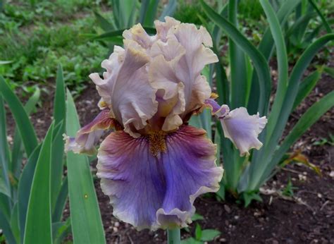 Photo Of The Bloom Of Border Bearded Iris Iris Kiss The Frog Posted