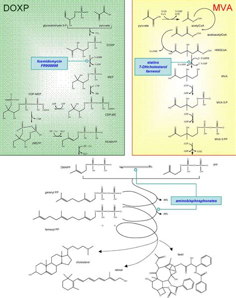 Doxp And Mva Pathways To Isoprenoid Biosynthesis Three Examples Of Download Scientific Diagram