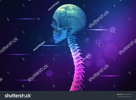 D Illustration Human Skull Spinal Cord Stock Illustration