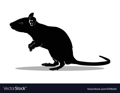 Rat Royalty Free Vector Image Vectorstock