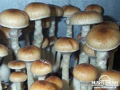 Psilocybe Cubensis Mazatapec Mexicana GATUNKI I ODMIANY