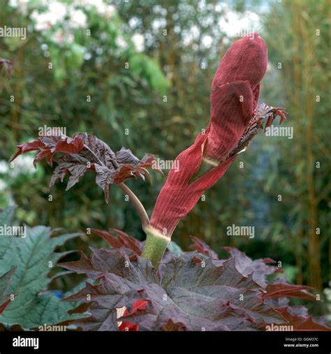 Rheum Palmatum Atrosanguineum Agm Per Stock Photo Alamy