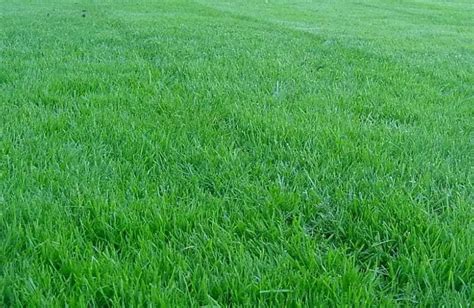 The Ultimate Guide To Kentucky Bluegrass Cultivation Maintenance And