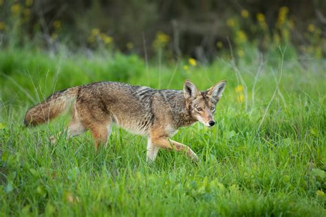 On The Prowl Coyote On Its Morning Hunt Wildphotography Barry