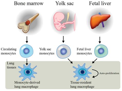 Liver Macrophage