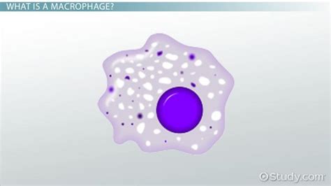 Macrophage | Definition, Function & Types - Lesson | Study.com