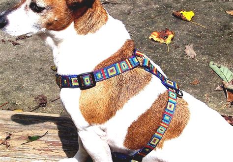 Dog Harness - Dog Harness Types