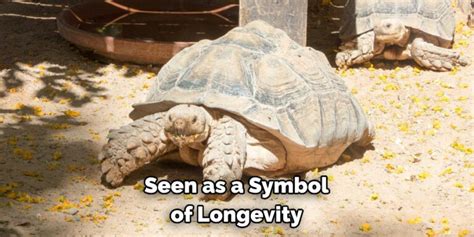 Tortoise Spiritual Meaning, Symbolism, and Totem (2022)