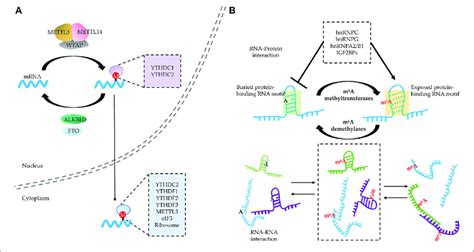 Rna N 6 Methyladenosine M 6 A Modification Regulates Rna Rna And