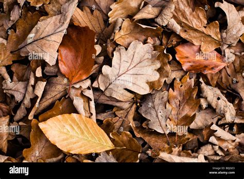 Dry Leaves Forest