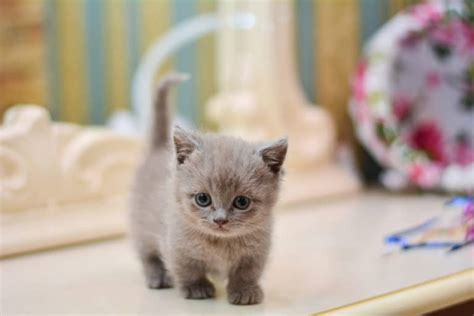 Gatto Munchkin Caratteristiche E Consigli Sul Gatto Dalle Zampe Corte