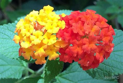 Découvrir 100 kuva flor lantana camara Thptnganamst edu vn