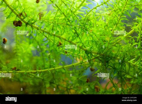 Planta Acu Tica Elodea Fotograf As E Im Genes De Alta Resoluci N Alamy