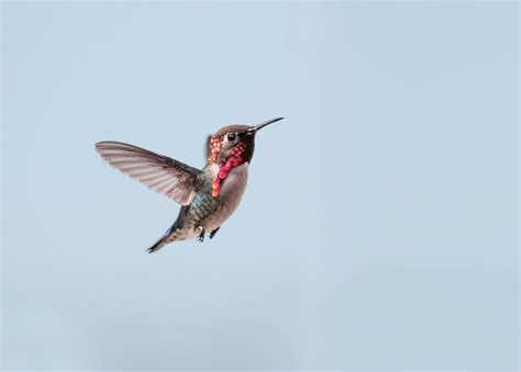 Bee Hummingbird (Mellisuga helenae) - Birds.com: Discover and Learn ...