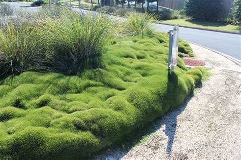 Zoysia Tenuifolia On A Roundabout In Pottsville New South Wales