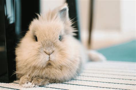 Lionhead Rabbit Size Color Temperament Behavior